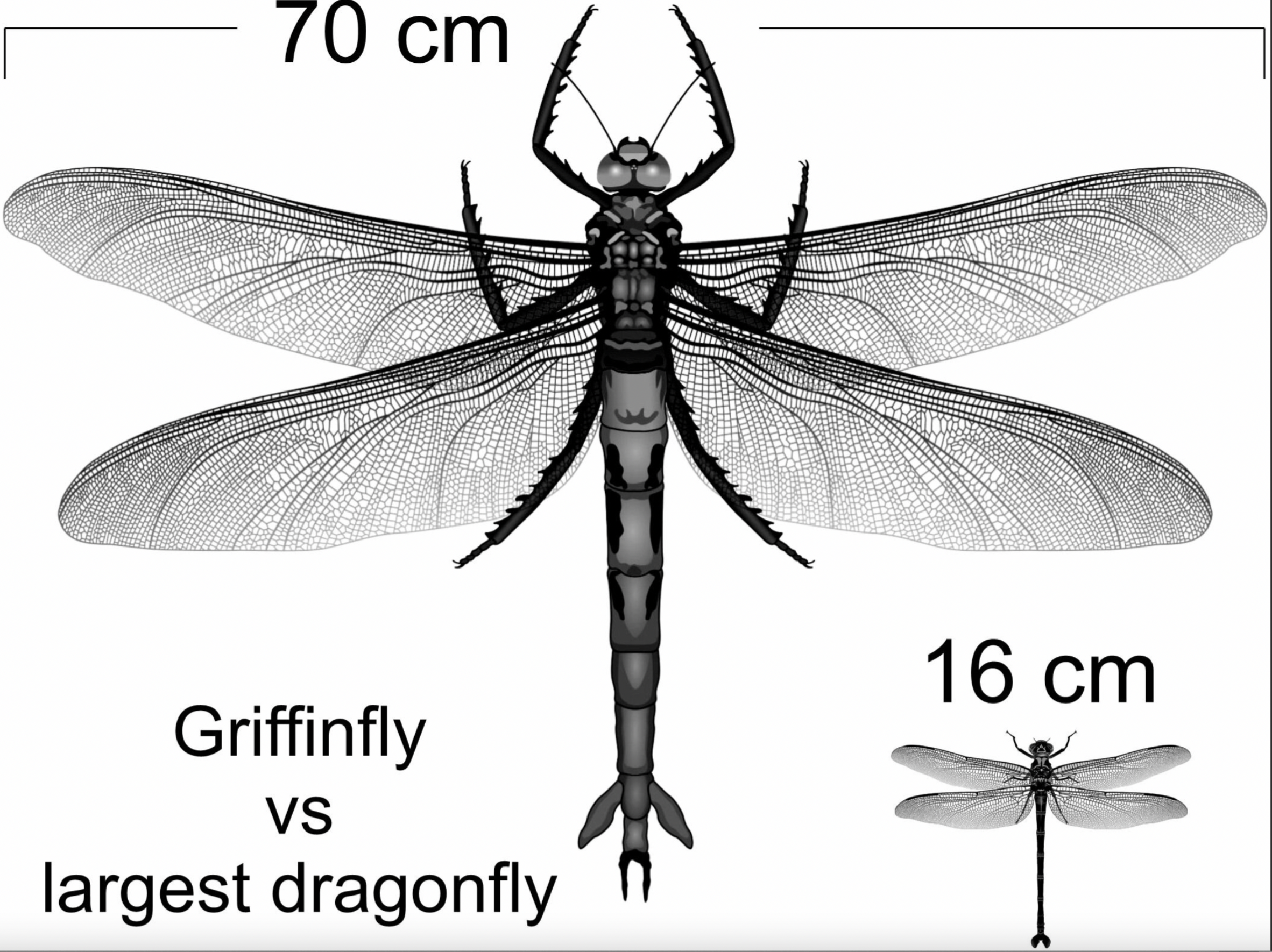 A comparison of the largest griffinfly recorded in the fossil record, and the biggest modern dragonfly, the giant petaltail A comparison of the largest griffinfly recorded in the fossil record, and the biggest modern dragonfly, the giant petaltail